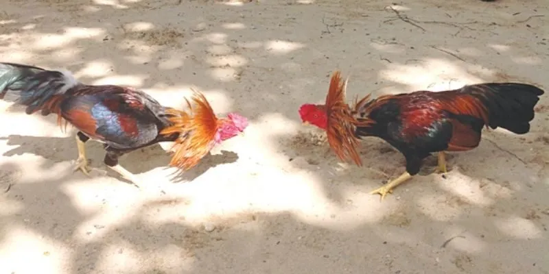 Giống chiến kê nổi bật trong đá gà miền Tây